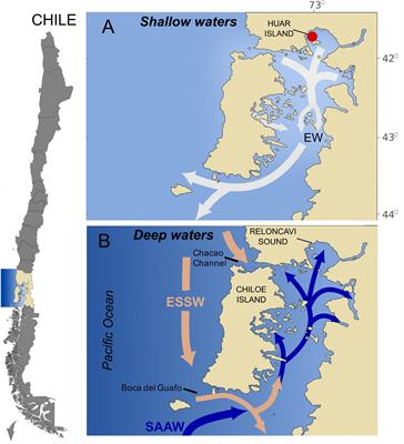 Salinity-Growth Response and Ichthyotoxic Potency of the Chilean Pseudochattonella verruculosa